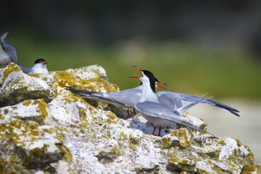 Sevimli kuş tern. Kuş yuvası. Kuş ların nereleri var. Kuş: Ortak Tern Sterna hirundo. Renkli doğa arka plan.