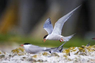 Sevimli kuş tern. Kuş yuvası. Kuş ların nereleri var. Kuş: Ortak Tern Sterna hirundo. Renkli doğa arka plan.