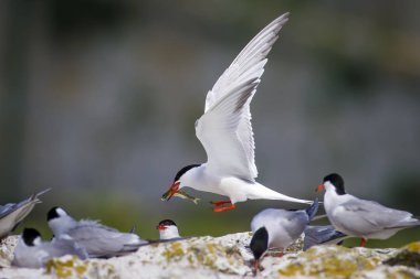 Sevimli kuş tern. Kuş yuvası. Kuş ların nereleri var. Kuş: Ortak Tern Sterna hirundo. Renkli doğa arka plan.