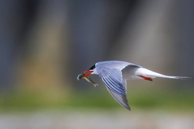 Sevimli kuş tern. Kuş yuvası. Kuş ların nereleri var. Kuş: Ortak Tern Sterna hirundo. Renkli doğa arka plan.
