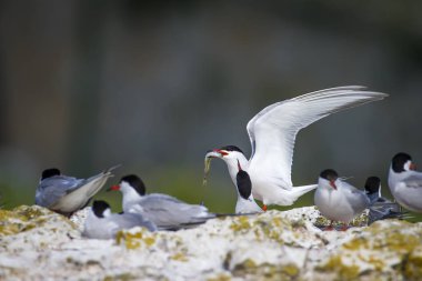 Sevimli kuş tern. Kuş yuvası. Kuş ların nereleri var. Kuş: Ortak Tern Sterna hirundo. Renkli doğa arka plan.