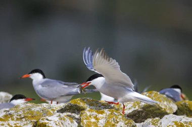Sevimli kuş tern. Kuş yuvası. Kuş ların nereleri var. Kuş: Ortak Tern Sterna hirundo. Renkli doğa arka plan.