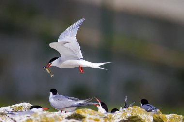 Sevimli kuş tern. Kuş yuvası. Kuş ların nereleri var. Kuş: Ortak Tern Sterna hirundo. Renkli doğa arka plan.