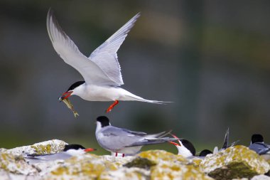 Sevimli kuş tern. Kuş yuvası. Kuş ların nereleri var. Kuş: Ortak Tern Sterna hirundo. Renkli doğa arka plan.