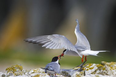 Sevimli kuş tern. Kuş yuvası. Kuş ların nereleri var. Kuş: Ortak Tern Sterna hirundo. Renkli doğa arka plan.