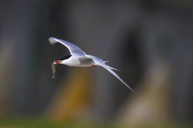 Sevimli kuş tern. Kuş yuvası. Kuş ların nereleri var. Kuş: Ortak Tern Sterna hirundo. Renkli doğa arka plan.