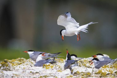 Sevimli kuş tern. Kuş yuvası. Kuş ların nereleri var. Kuş: Ortak Tern Sterna hirundo. Renkli doğa arka plan.
