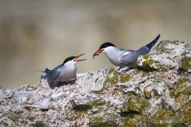Sevimli kuş tern. Kuş yuvası. Kuş ların nereleri var. Kuş: Ortak Tern Sterna hirundo. Renkli doğa arka plan.