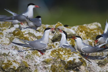 Sevimli kuş tern. Kuş yuvası. Kuş ların nereleri var. Kuş: Ortak Tern Sterna hirundo. Renkli doğa arka plan.