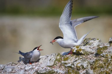 Sevimli kuş tern. Kuş yuvası. Kuş ların nereleri var. Kuş: Ortak Tern Sterna hirundo. Renkli doğa arka plan.
