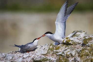 Sevimli kuş tern. Kuş yuvası. Kuş ların nereleri var. Kuş: Ortak Tern Sterna hirundo. Renkli doğa arka plan.