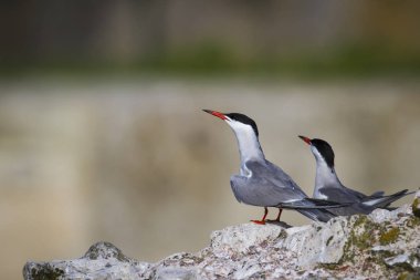 Sevimli kuş tern. Kuş yuvası. Kuş ların nereleri var. Kuş: Ortak Tern Sterna hirundo. Renkli doğa arka plan.