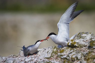 Sevimli kuş tern. Kuş yuvası. Kuş ların nereleri var. Kuş: Ortak Tern Sterna hirundo. Renkli doğa arka plan.