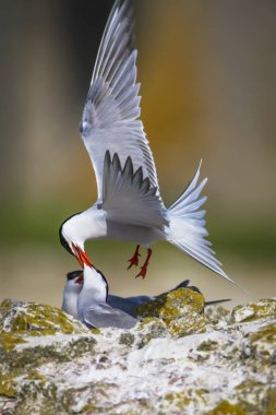 Sevimli kuş tern. Kuş yuvası. Kuş ların nereleri var. Kuş: Ortak Tern Sterna hirundo. Renkli doğa arka plan.