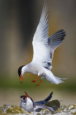 Sevimli kuş tern. Kuş yuvası. Kuş ların nereleri var. Kuş: Ortak Tern Sterna hirundo. Renkli doğa arka plan.