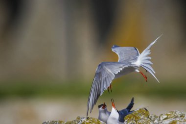Sevimli kuş tern. Kuş yuvası. Kuş ların nereleri var. Kuş: Ortak Tern Sterna hirundo. Renkli doğa arka plan.