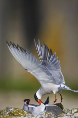 Sevimli kuş tern. Kuş yuvası. Kuş ların nereleri var. Kuş: Ortak Tern Sterna hirundo. Renkli doğa arka plan.