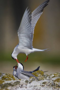 Sevimli kuş tern. Kuş yuvası. Kuş ların nereleri var. Kuş: Ortak Tern Sterna hirundo. Renkli doğa arka plan.