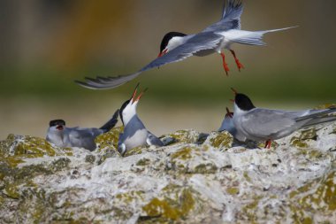 Sevimli kuş tern. Kuş yuvası. Kuş ların nereleri var. Kuş: Ortak Tern Sterna hirundo. Renkli doğa arka plan.