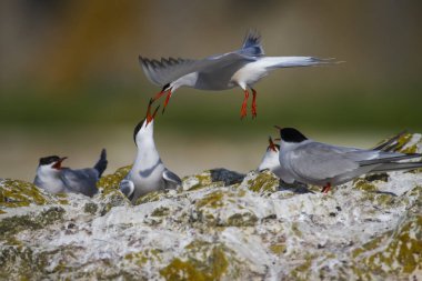 Sevimli kuş tern. Kuş yuvası. Kuş ların nereleri var. Kuş: Ortak Tern Sterna hirundo. Renkli doğa arka plan.
