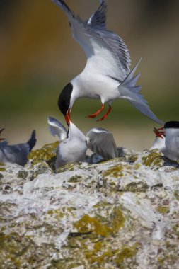 Sevimli kuş tern. Kuş yuvası. Kuş ların nereleri var. Kuş: Ortak Tern Sterna hirundo. Renkli doğa arka plan.
