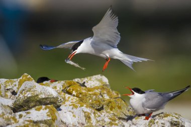 Sevimli kuş tern. Kuş yuvası. Kuş ların nereleri var. Kuş: Ortak Tern Sterna hirundo. Renkli doğa arka plan.