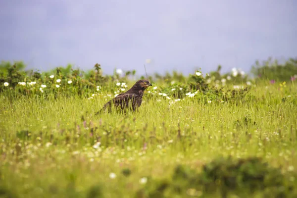 Des Oiseaux Proie Buzzard Fond Naturel Oiseau Verge Miel Européenne — Photo