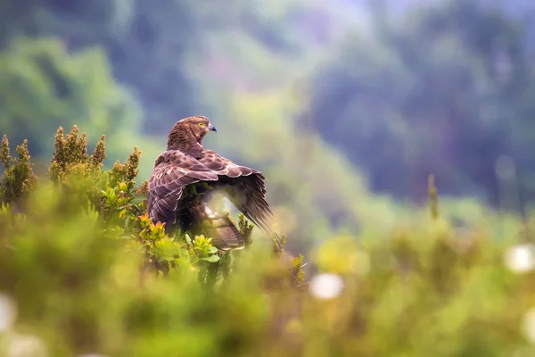 Des Oiseaux Proie Buzzard Fond Naturel Oiseau Verge Miel Européenne — Photo