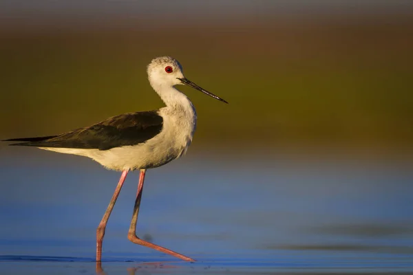 Cute water bird. Black winged Stilt. Colorful nature habitat background. Black winged Stilt Himantopus himantopus.