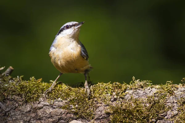 Природа Птахи Барвистий Природний Фон — стокове фото