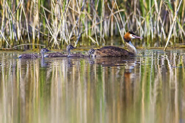 Water Vogels Vogels Leven Water Natuur Habitat Achtergrond — Stockfoto