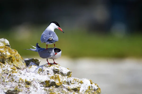 Sevimli kuş tern. Kuş yuvası. Kuş ların nereleri var. Kuş: Ortak Tern Sterna hirundo. Renkli doğa arka plan.