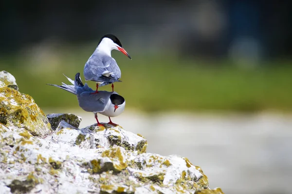 Cute bird tern. Bird nest. Bird mating. Bird: Common Tern Sterna hirundo. Colorful nature background.