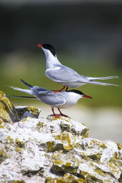 Sevimli kuş tern. Kuş yuvası. Kuş ların nereleri var. Kuş: Ortak Tern Sterna hirundo. Renkli doğa arka plan.