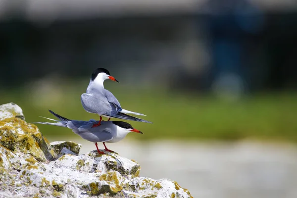 Søt Fugl Fugleredet Fugleparing Bird Common Tern Sterna Hirundo Engelsk – stockfoto