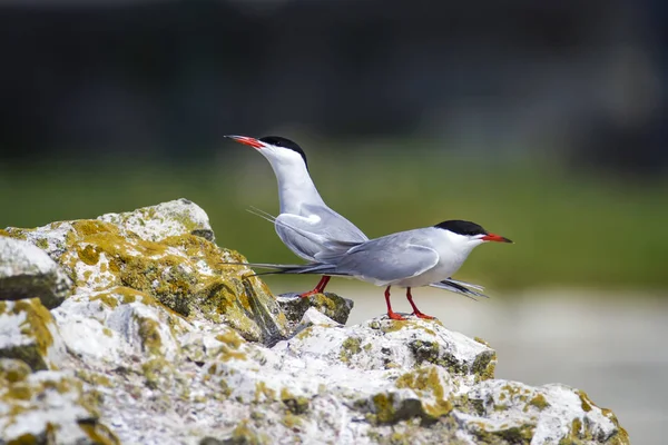 Cute bird tern. Bird nest. Bird mating. Bird: Common Tern Sterna hirundo. Colorful nature background.