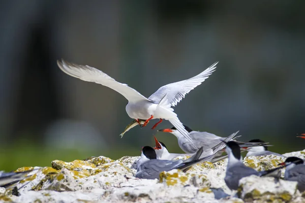 Cute bird tern. Bird nest. Bird mating. Bird: Common Tern Sterna hirundo. Colorful nature background.