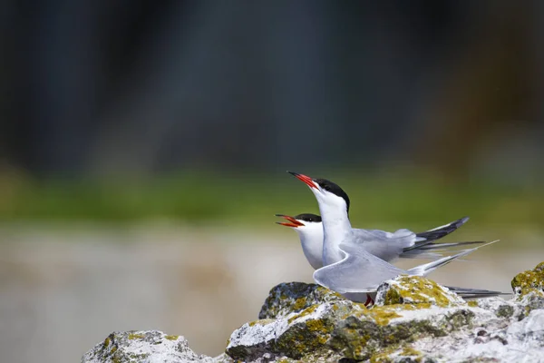 Cute bird tern. Bird nest. Bird mating. Bird: Common Tern Sterna hirundo. Colorful nature background.