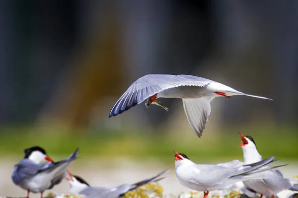 Pássaro Bonito Tern Ninho Pássaros Acasalamento Pássaros Bird Common Tern — Fotografia de Stock