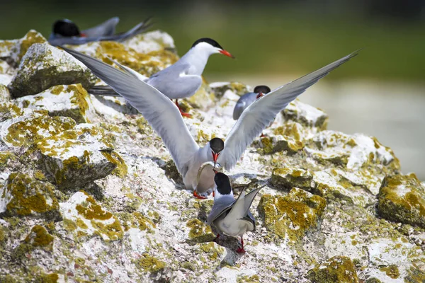 Sevimli kuş tern. Kuş yuvası. Kuş ların nereleri var. Kuş: Ortak Tern Sterna hirundo. Renkli doğa arka plan.