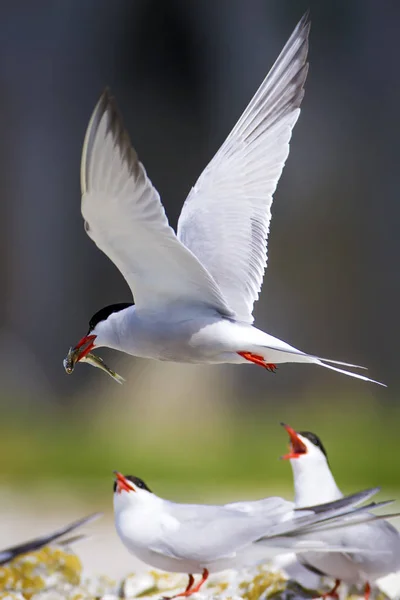 Cute bird tern. Bird nest. Bird mating. Bird: Common Tern Sterna hirundo. Colorful nature background.