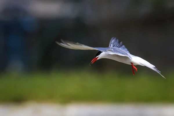 Lindo Pajarito Nido Pájaros Apareamiento Aves Bird Common Tern Sterna — Foto de Stock