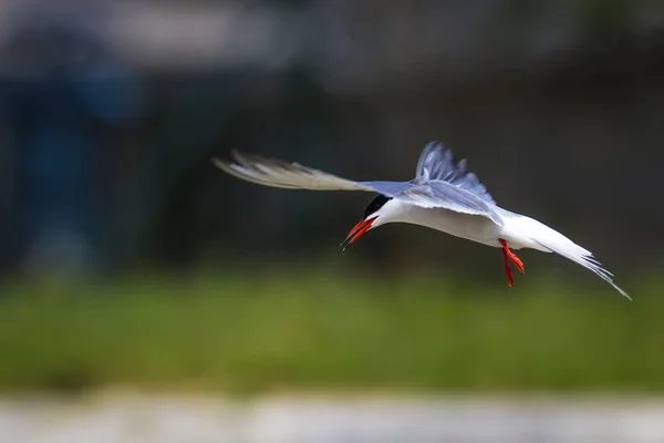 Pássaro Bonito Tern Ninho Pássaros Acasalamento Pássaros Bird Common Tern — Fotografia de Stock