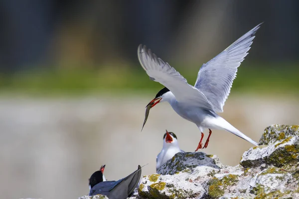 Cute bird tern. Bird nest. Bird mating. Bird: Common Tern Sterna hirundo. Colorful nature background.