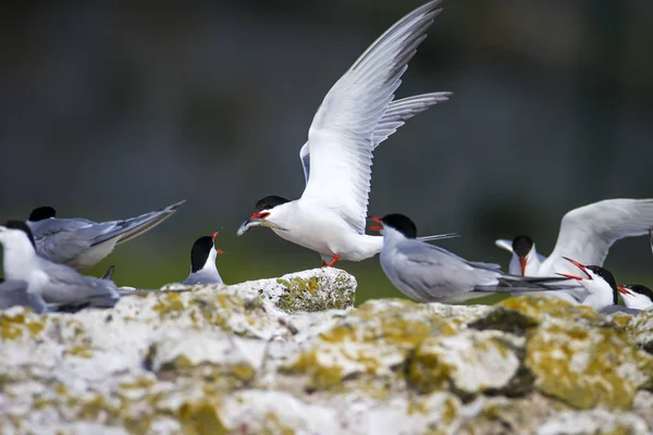 Cute bird tern. Bird nest. Bird mating. Bird: Common Tern Sterna hirundo. Colorful nature background.