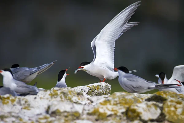 Cute bird tern. Bird nest. Bird mating. Bird: Common Tern Sterna hirundo. Colorful nature background.