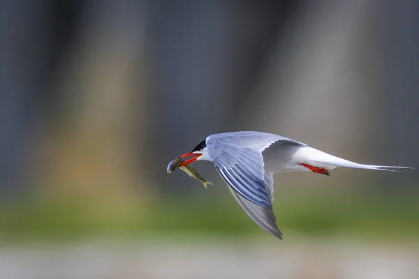 Lindo Pajarito Nido Pájaros Apareamiento Aves Bird Common Tern Sterna — Foto de Stock