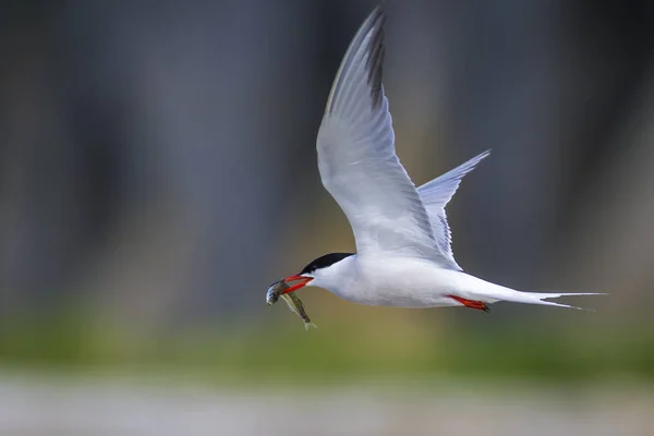 Sevimli kuş tern. Kuş yuvası. Kuş ların nereleri var. Kuş: Ortak Tern Sterna hirundo. Renkli doğa arka plan.