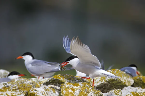 Sevimli kuş tern. Kuş yuvası. Kuş ların nereleri var. Kuş: Ortak Tern Sterna hirundo. Renkli doğa arka plan.