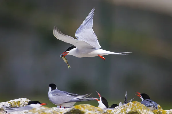 Cute bird tern. Bird nest. Bird mating. Bird: Common Tern Sterna hirundo. Colorful nature background.